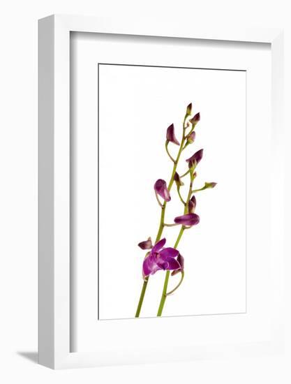 Dendrobium Berry Oda2-Fabio Petroni-Framed Photographic Print