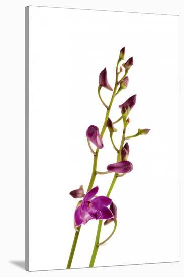 Dendrobium Berry Oda2-Fabio Petroni-Stretched Canvas