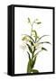 Dendrobium Emma White1-Fabio Petroni-Framed Stretched Canvas