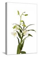 Dendrobium Emma White1-Fabio Petroni-Stretched Canvas