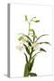 Dendrobium Emma White1-Fabio Petroni-Stretched Canvas