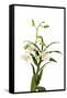 Dendrobium Emma White1-Fabio Petroni-Framed Stretched Canvas