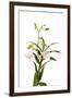 Dendrobium Emma White1-Fabio Petroni-Framed Premium Photographic Print