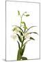 Dendrobium Emma White1-Fabio Petroni-Mounted Premium Photographic Print