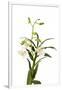 Dendrobium Emma White1-Fabio Petroni-Framed Premium Photographic Print