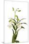 Dendrobium Emma White1-Fabio Petroni-Mounted Premium Photographic Print