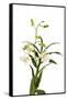 Dendrobium Emma White1-Fabio Petroni-Framed Stretched Canvas