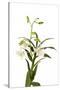 Dendrobium Emma White1-Fabio Petroni-Stretched Canvas