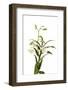 Dendrobium Emma White1-Fabio Petroni-Framed Photographic Print