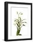 Dendrobium Emma White1-Fabio Petroni-Framed Photographic Print