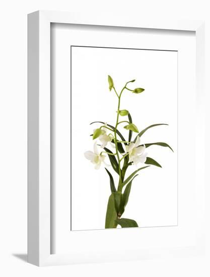 Dendrobium Emma White1-Fabio Petroni-Framed Photographic Print