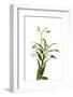 Dendrobium Emma White1-Fabio Petroni-Framed Photographic Print