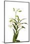 Dendrobium Emma White1-Fabio Petroni-Mounted Photographic Print