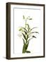 Dendrobium Emma White1-Fabio Petroni-Framed Photographic Print