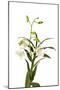 Dendrobium Emma White1-Fabio Petroni-Mounted Photographic Print