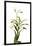 Dendrobium Emma White1-Fabio Petroni-Framed Photographic Print