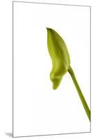 Dendrobium Emma White2-Fabio Petroni-Mounted Premium Photographic Print