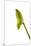 Dendrobium Emma White2-Fabio Petroni-Mounted Premium Photographic Print