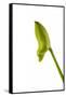 Dendrobium Emma White2-Fabio Petroni-Framed Stretched Canvas