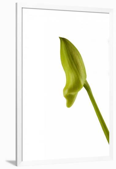 Dendrobium Emma White2-Fabio Petroni-Framed Photographic Print