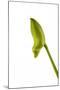 Dendrobium Emma White2-Fabio Petroni-Mounted Photographic Print