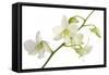 Dendrobium Emma White-Fabio Petroni-Framed Stretched Canvas