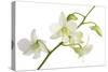 Dendrobium Emma White-Fabio Petroni-Stretched Canvas