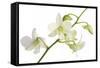 Dendrobium Emma White-Fabio Petroni-Framed Stretched Canvas