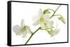 Dendrobium Emma White-Fabio Petroni-Framed Stretched Canvas