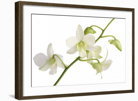 Dendrobium Emma White-Fabio Petroni-Framed Premium Photographic Print