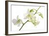 Dendrobium Emma White-Fabio Petroni-Framed Premium Photographic Print