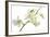 Dendrobium Emma White-Fabio Petroni-Framed Premium Photographic Print