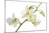 Dendrobium Emma White-Fabio Petroni-Mounted Premium Photographic Print