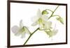 Dendrobium Emma White-Fabio Petroni-Framed Premium Photographic Print