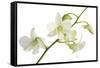 Dendrobium Emma White-Fabio Petroni-Framed Stretched Canvas