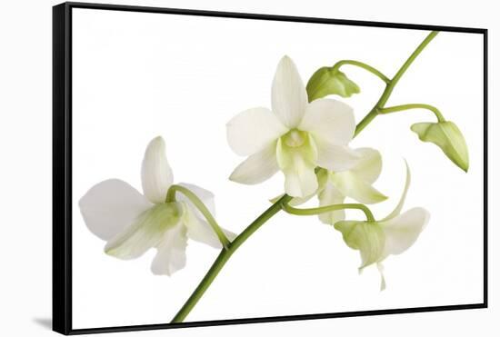 Dendrobium Emma White-Fabio Petroni-Framed Stretched Canvas