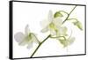 Dendrobium Emma White-Fabio Petroni-Framed Stretched Canvas