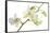 Dendrobium Emma White-Fabio Petroni-Framed Stretched Canvas