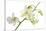 Dendrobium Emma White-Fabio Petroni-Stretched Canvas