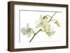Dendrobium Emma White-Fabio Petroni-Framed Photographic Print