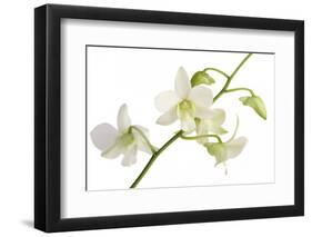 Dendrobium Emma White-Fabio Petroni-Framed Photographic Print