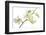 Dendrobium Emma White-Fabio Petroni-Framed Photographic Print