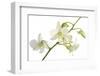 Dendrobium Emma White-Fabio Petroni-Framed Photographic Print