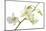 Dendrobium Emma White-Fabio Petroni-Mounted Photographic Print