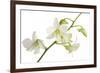 Dendrobium Emma White-Fabio Petroni-Framed Photographic Print