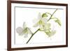 Dendrobium Emma White-Fabio Petroni-Framed Photographic Print