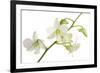 Dendrobium Emma White-Fabio Petroni-Framed Photographic Print