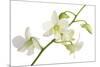 Dendrobium Emma White-Fabio Petroni-Mounted Photographic Print