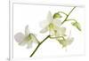 Dendrobium Emma White-Fabio Petroni-Framed Photographic Print