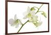 Dendrobium Emma White-Fabio Petroni-Framed Photographic Print